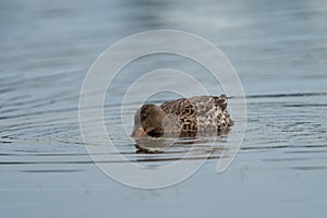 Northern Shoveler feeding in a lake