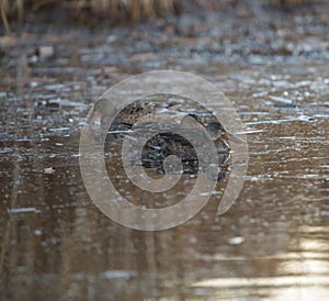 Northern Shoveler feeding in a lake