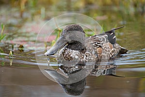 Northern Shoveler feeding in a lake