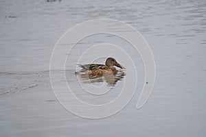 Northern Shoveler feeding in a lake