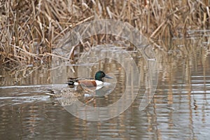 Northern Shoveler feeding in a lake