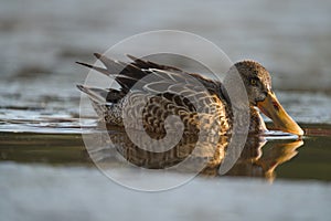 Northern Shoveler feeding in a lake