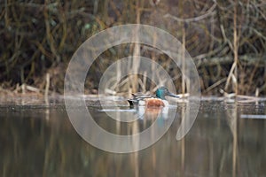 Northern Shoveler feeding in a lake