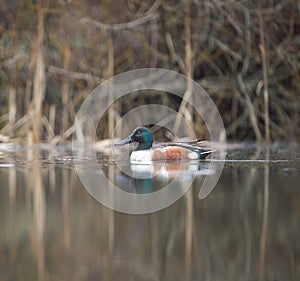 Northern Shoveler feeding in a lake