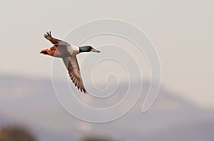 A Northern Shoveler in flight