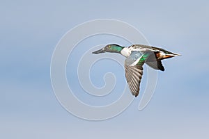 Northern Shoveler Flying