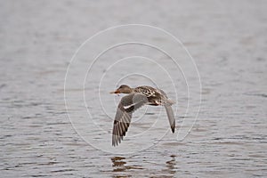 Northern Shoveler flying at lakeside