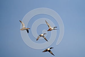 Northern Shoveler flying at lakeside