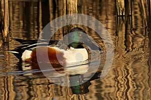 Northern shoveler male falling out of the water in a humorous moment