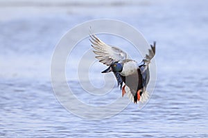 Northern shoveler male Spatula clypeata or Anas clypeata, flying