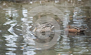 Northern Shoveler and Red Shoveler