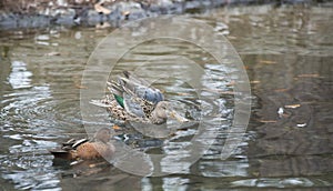 Northern Shoveler and Red Shoveler