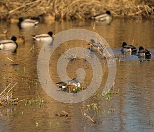 Northern Shoveler resting in a lake