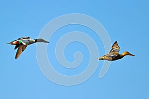 Northern Shoveler's In Flight