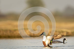 Northern shoveler or shoveller or Anas clypeata or Spatula clypeata closeup with full wingspan splashing water drops and droplet