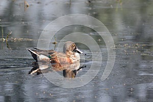 Northern shoveler