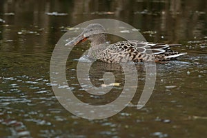 Northern Shoveler - Spatula clypeata