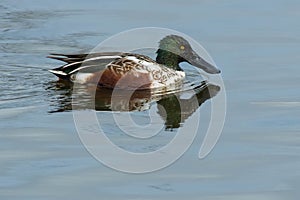 Northern Shoveler - Spatula clypeata