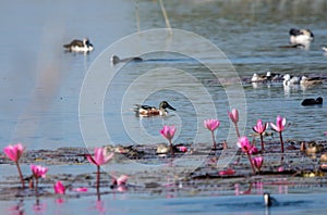 Northern shoveler Spatula clypeata male Bird with other ducks floating on the water