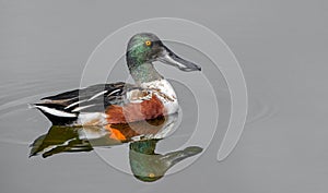 Northern shoveler (Spatula clypeata) male drake in calm pond with perfect reflection