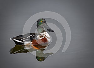 Northern shoveler (Spatula clypeata) male drake in calm pond with reflection, looking at camera