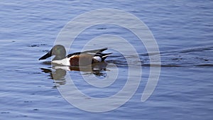 Northern shoveler spatula clypeata in the Natural Park of the Marshes of AmpurdÃÂ¡n photo