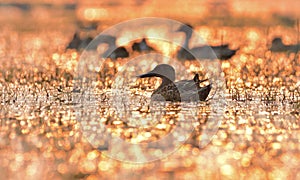 northern shoveler sunset world