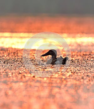 northern shoveler sunset world