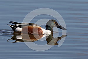 Northern Shoveler on the surface of a tranquil lake, gazing into distance with its large eyes