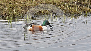 Northern shoveler swimming in the lake - Spatula clypeata