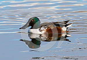 Northern Shoveler Swimming in Winter Pond