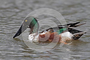 Northern Shoveler - Texas