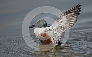 Northern shoveler with wings Spread