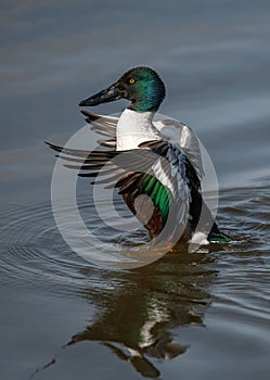 Northern shoveler with wings Spread