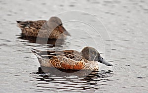 Northern shovelers