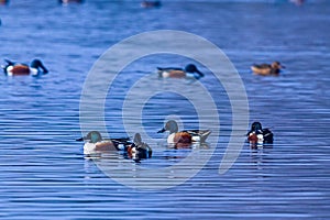 Northern Shovelers