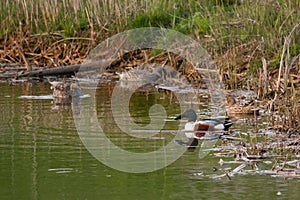 Northern Shovelers