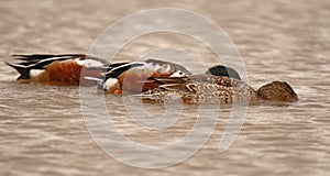 Northern Shovelers Feeding In Lake