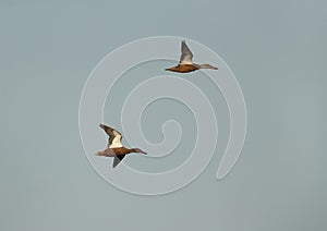 Northern Shovelers flying at Asker marsh, Bahrain