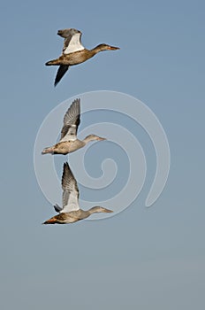 Northern Shovelers Flying in a Blue Sky