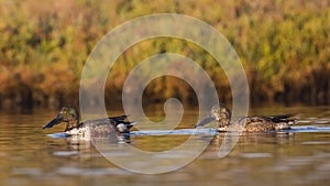 Northern Shovelers Wading On Pond