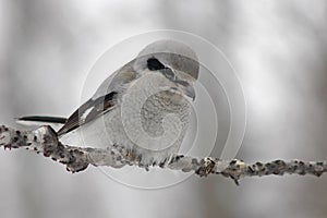 Northern shrike photo