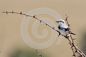 Northern Shrike - Lanius excubitor sitting on the branch