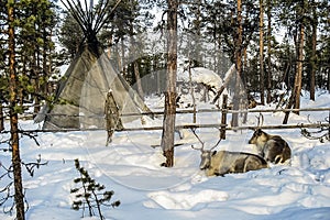 Northern sled deer rest in the snow near chum. Murmansk region, Russia.