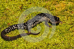 Northern Slimy Salamander