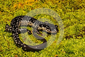 Northern Slimy Salamander