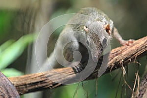 Northern smooth-tailed treeshrew