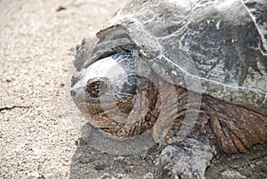Northern Snapping Turtle