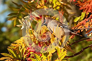 Northern songbird Bohemian waxwing, Bombycilla garrulus in the middle of colorful autumn leaves