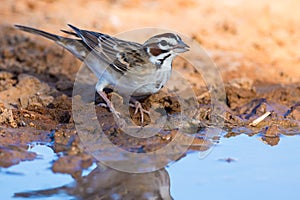 Northern sparrow drinking water